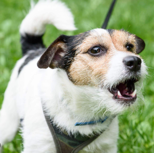 Barking Dogs & Nuisance Cats